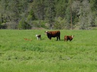 New Calves At The Ranch